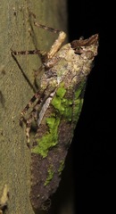 Japetus