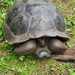 Cerro Azul Volcano Giant Tortoise - Photo (c) Mateo, some rights reserved (CC BY-NC), uploaded by Mateo