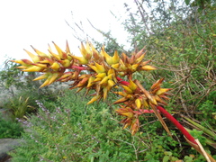 Aechmea emmerichiae