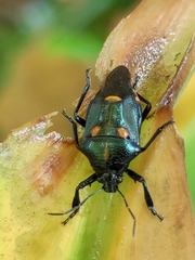 Euthyrhynchus floridanus