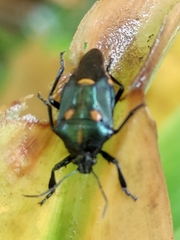 Euthyrhynchus floridanus