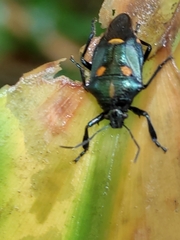 Euthyrhynchus floridanus