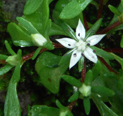 Sedum jaliscanum