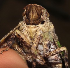 Japetus