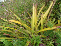 Aechmea emmerichiae