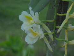 Rodriguezia granadensis