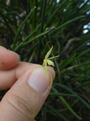 Epidendrum porquerense