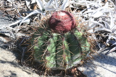 Melocactus inconcinnus