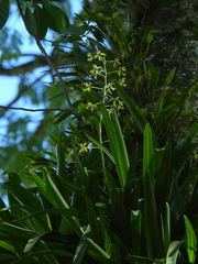 Orchidaceae