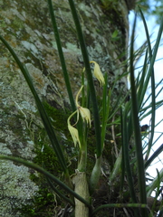 Epidendrum porquerense