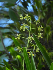 Orchidaceae