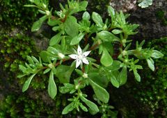 Sedum jaliscanum