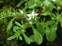 Sedum jaliscanum