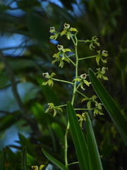 Orchidaceae