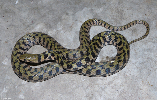 Bar-necked Keelback