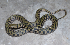 Fowlea schnurrenbergeri