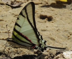 Protesilaus glaucolaus