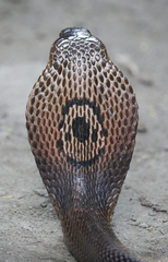 Naja kaouthia