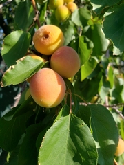 Prunus americana
