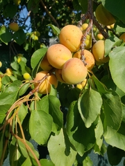 Prunus americana