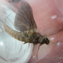 Ephemerella subvaria