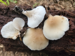 Hohenbuehelia angustata