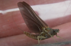 Ephemerella subvaria