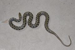 Fowlea schnurrenbergeri