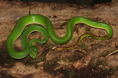 Trimeresurus popeiorum