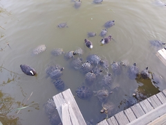 Trachemys scripta elegans