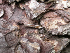 Erechthias chionodira