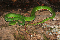 Trimeresurus popeiorum