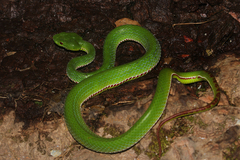 Trimeresurus popeiorum
