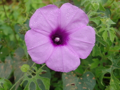 Ipomoea bahiensis