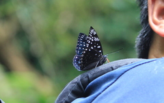 Dichorragia nesimachus formosanus