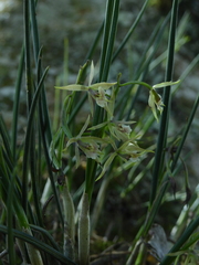 Epidendrum porquerense