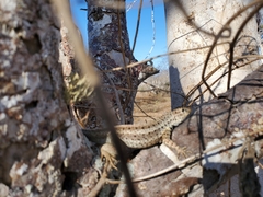 Microlophus albemarlensis