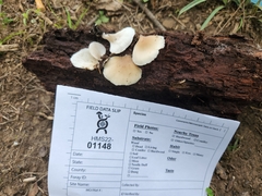 Hohenbuehelia angustata