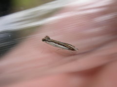 Erechthias chionodira