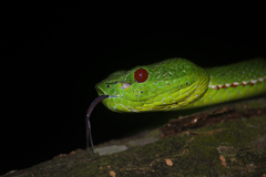 Trimeresurus popeiorum