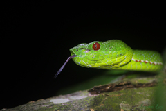 Trimeresurus popeiorum