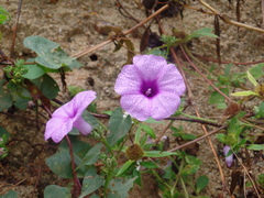 Ipomoea bahiensis