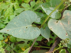 Ipomoea bahiensis