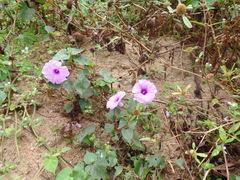 Ipomoea bahiensis