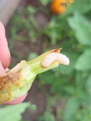 Eichlinia cucurbitae