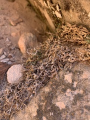 Selaginella underwoodii