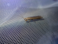 Perlamantis alliberti