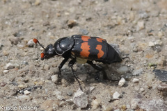 Nicrophorus guttula
