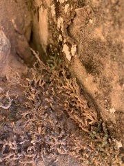 Selaginella underwoodii