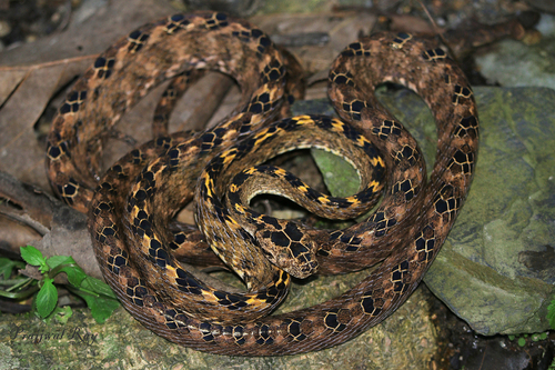 Photo of a Assamese Cat Snake (Boiga quincunciata)